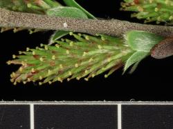 Salix repens. Female catkin.
 Image: D. Glenny © Landcare Research 2020 CC BY 4.0